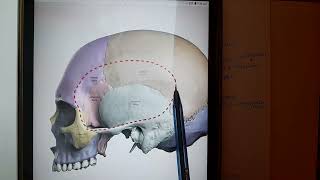 Anatomy of Temporal Fossa [upl. by Gert963]