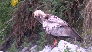 Birds of Bolivia  Waterbirds [upl. by Jit]