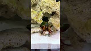 Mantis Shrimp Packs a Punch [upl. by Deegan]