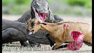 4 UNCENSORED 18 eaten ALIVE  Komodo Dragons eating a calf alive  Screaming  live feeding [upl. by Ileray218]