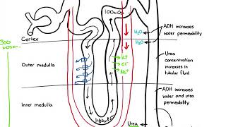 Chapter 19 Urinary part 1 countercurrent exchanger [upl. by Karame570]