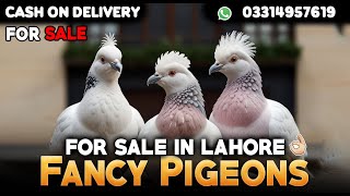 Fancy Pigeons Available For SaleCargo All Over PakistanContact Number 03314957619 [upl. by Adnorat]