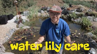 How to maintain fishpond water lily pads water lily care [upl. by Sherie]