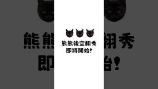 我家貓會後空翻🐈‍⬛ 要來我家看貓嗎 [upl. by Melentha]