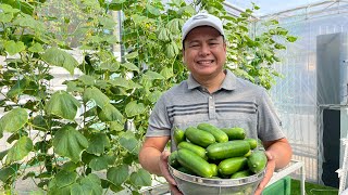 Hydroponically Grown Cucumber from Seed Germination to Harvestwith English subtitle  Nars Adriano [upl. by Abie]