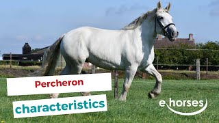 Percheron  characteristics origin amp disciplines [upl. by Macfadyn]