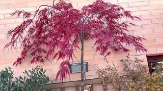 Japanese Maple Dissectum Atropurpureum japanesegarden garden plants [upl. by Yarased]