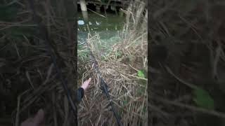 Karpfen angeln auf selbst gerollte Boilies beide ausgestiegen fishing carpfishing carp fish [upl. by Nalda]