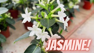 Madagascar Jasmine Plant Care Stephanotis Floribunda  How to Grow Madagascar Jasmine [upl. by Rose]