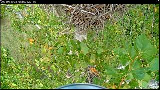 NCTC Bald Eagle Nest Views Below [upl. by Sarge]