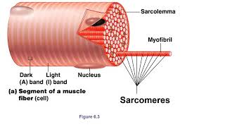 Microscopic Anatomy of Skeletal Muscle Fibers [upl. by Lussi]