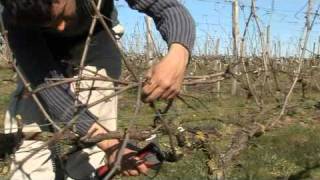 Taille de la vigne par vinimediafr au Domaine les Grandes Vignes [upl. by Keisling]