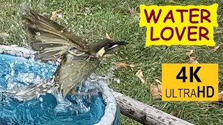 Lewins Honeyeaters love a good bath Meliphaga lewinii  Australian birds [upl. by Mckinney]