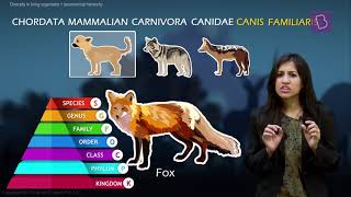 Taxonomy and Taxonomic Hierarchy Biological Classification of Living Things [upl. by Garey811]