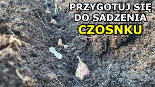 Przygotuj się do SADZENIA CZOSNKU Jesienią Jaki Czosnek wybrać przygotowanie gleby Uprawa Czosnku [upl. by Apfelstadt336]