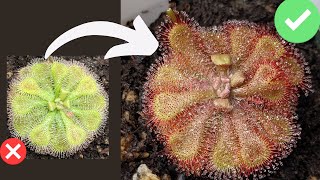 TOP 7 Beginner Mistakes When Growing Sundews Drosera Care  Tips [upl. by Alida]