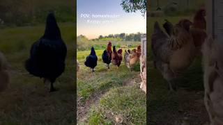 Sunset chicken stroll chickens sunsets homesteadlife backyardchickens [upl. by Hakim]