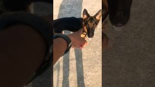 pitbull dog pitbulldog americanbully doberman germensheperd dogbreed germanshepperd [upl. by Penhall]