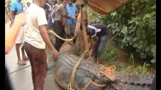 Giant crocodile came into Matara Welewatta Navimana Road [upl. by Leuqcar414]