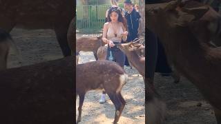 鹿に餌やりで楽しむ外国人観光客🦌奈良公園▶️クリックでロングバージョンに移ります [upl. by Lisandra]