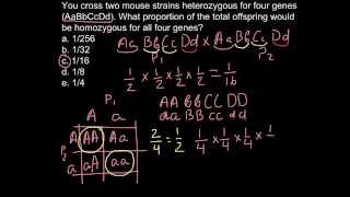 How to calculate homozygous condition as a result of the cross [upl. by Kyne]