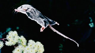 Flying Mouse  Pygmy Feathertail Gliders [upl. by Sset592]