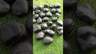 different type of shaligram  shaligram shila  gandaki river nepal shorts short shortsfeed [upl. by Naanac258]