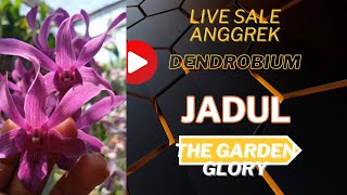 The garden glory live sale anggrek Dendrobium jadul [upl. by Onfroi]