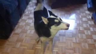 Siberian Husky Barking [upl. by Darin]