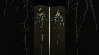 Effect of biologically active fertilizer to sunflow [upl. by Franny]