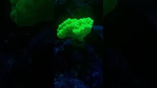 caulastrea hulk greeeenn reeftank viral reels reef reeftank saltwaterfishtank [upl. by Otsenre]