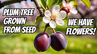 How to Grow a Plum Tree from Seed  Flowering at 74 Months [upl. by Norward297]