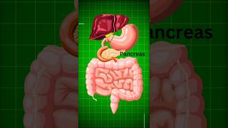 Healthy Pancreas as well as its exocrine and endocrine functionsLearnWithAnuragSir neet viral [upl. by Artcele169]