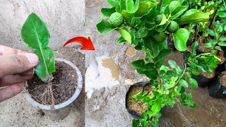 New ideas skills Growing a kaffir lime tree from kaffir lime leaves in pot [upl. by Buck]