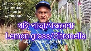 থাই পাতাগন্ধবেণাLemon grassCitronellaCymbopogon plants botany plantmedicine lifecraftiqbal [upl. by Enimasaj]