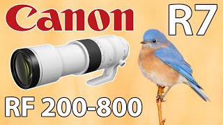 Canon 200800mm Bird amp Wildlife with the EOS R7 Camera [upl. by Rimma803]