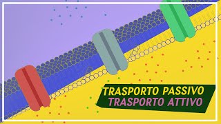 TRASPORTO ATTIVO e PASSIVO  Pillole di scienza [upl. by Nnylcaj]