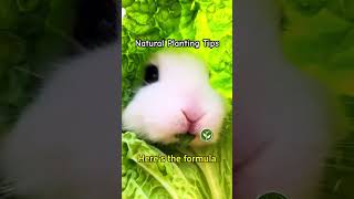 A recipe for high Cabbage yields vegetables shortvideo plants youtubeshorts viralvideo [upl. by Meridith]