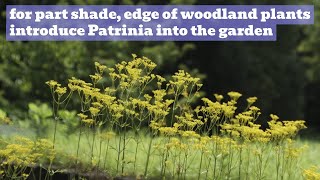 Patrinia Showcase  Good Perennials for Shade Part Sun or Edge of Woodland [upl. by Chip831]