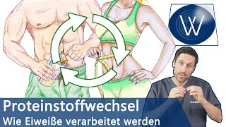 Proteinstoffwechsel Was sind Proteine amp Aminosäuren Schadet eine hohe Proteinzufuhr meinem Körper [upl. by Aikemot316]