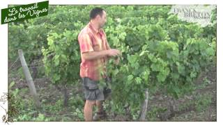 Le travail dans les vignes [upl. by Ahsenik]