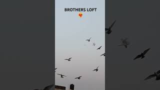 BROTHERS LOFT BAREILLY ❤️‍🔥youtubeshorts brothersloft trending pigeonloft ytshorts supportme [upl. by Relluf484]