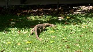 Fitzroy goanna [upl. by Enitsirt797]