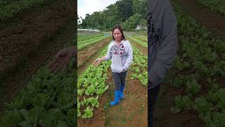 Empowering Cebu Farmers The Inspiring Journey of Ligaya Miras with Jollibee Group Foundation [upl. by Ledoux]