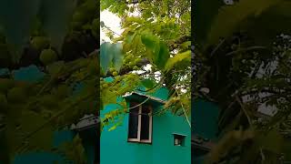 Our farm gooseberry village agriculture farming vivasaye minivlog farmergirl [upl. by Negiam251]