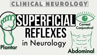 SUPERFICIAL REFLEXES  Corneal amp Conjunctival Reflex  Gag Reflex  Abdominal Reflex  Cremasteric [upl. by Sherj388]