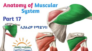 Anatomy of Muscular System Scapulohumeral Muscles Interesting Video with Amharic Speech Part 17 [upl. by Llewon]