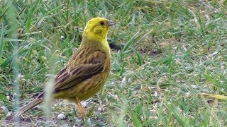 Goldammer Yellowhammer Emberiza citrinella [upl. by Mook]