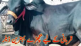 Low rate Qurbani Bull Cholistani Naf jalr waly for sale [upl. by Moffat72]