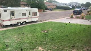 More Grackles on Lawn [upl. by Arat]